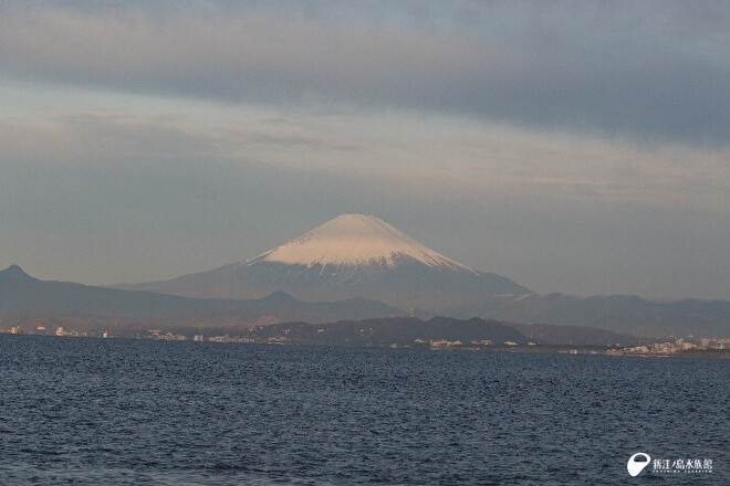 早朝、海上から見る富士山