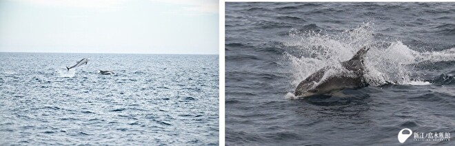 ブリーチング／子イルカ