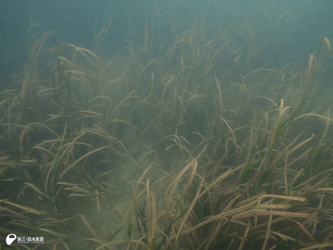 自生するアマモ