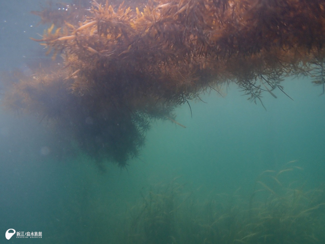 ホンダワラとアマモ