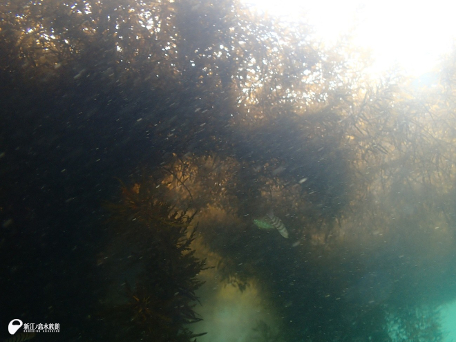 分かりにくいですが中央にキヌバリがいます