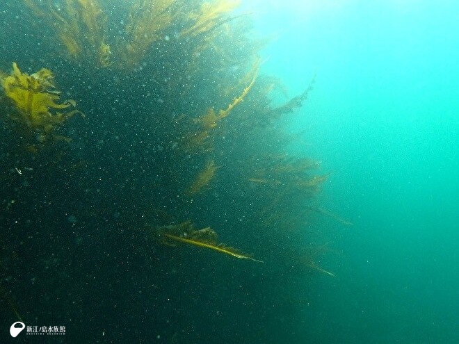 ワカメの海中林
