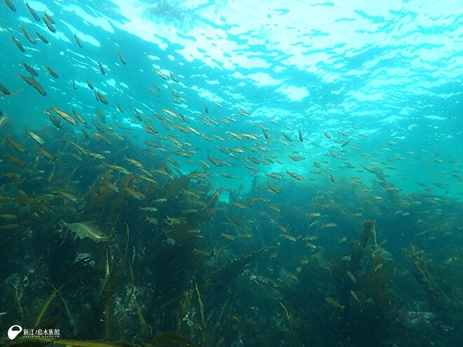 ムツの幼魚の群れ