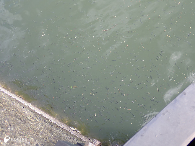 無数にいたボラの幼魚