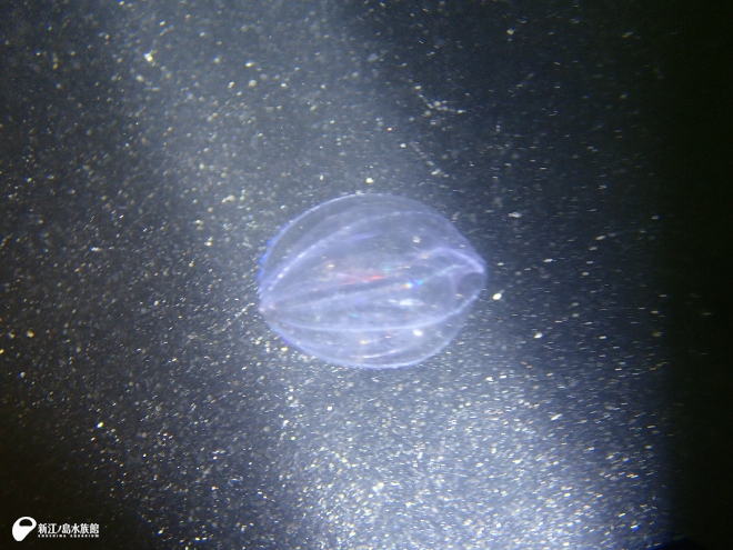 カンパナウリクラゲ