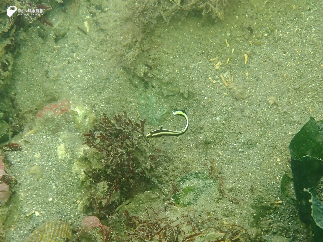 コロダイの幼魚