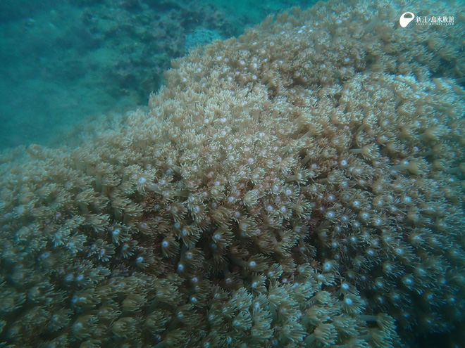 ポリプを広げるハナガササンゴの仲間