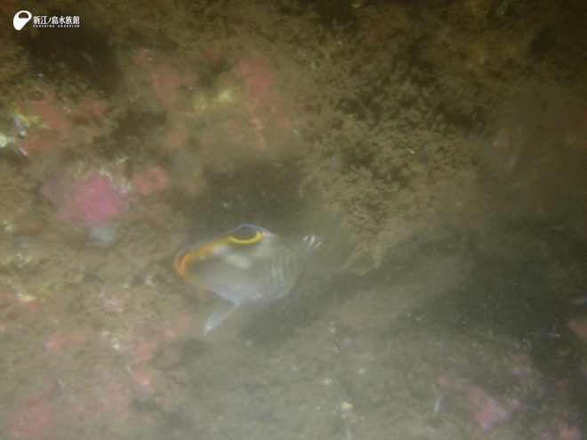 フウライチョウチョウウオの幼魚