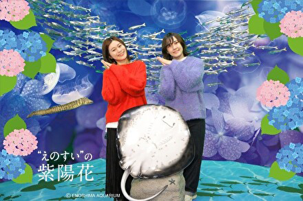 紫陽花フォト
