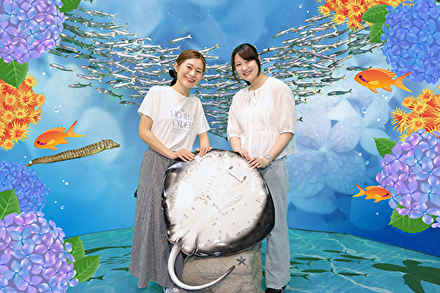 時間限定 紫陽花フォト