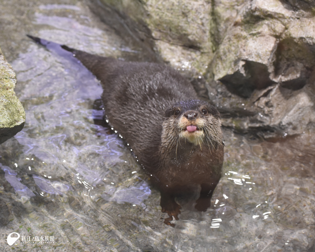 えのすい壁紙ギャラリー 新江ノ島水族館 えのすい壁紙ギャラリー 新江ノ島水族館