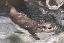 えのすい壁紙ギャラリー 新江ノ島水族館