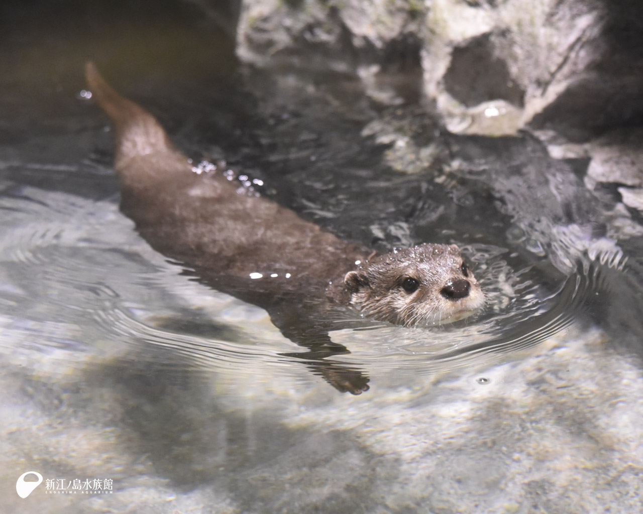 えのすい壁紙ギャラリー 新江ノ島水族館 えのすい壁紙ギャラリー 新江ノ島水族館