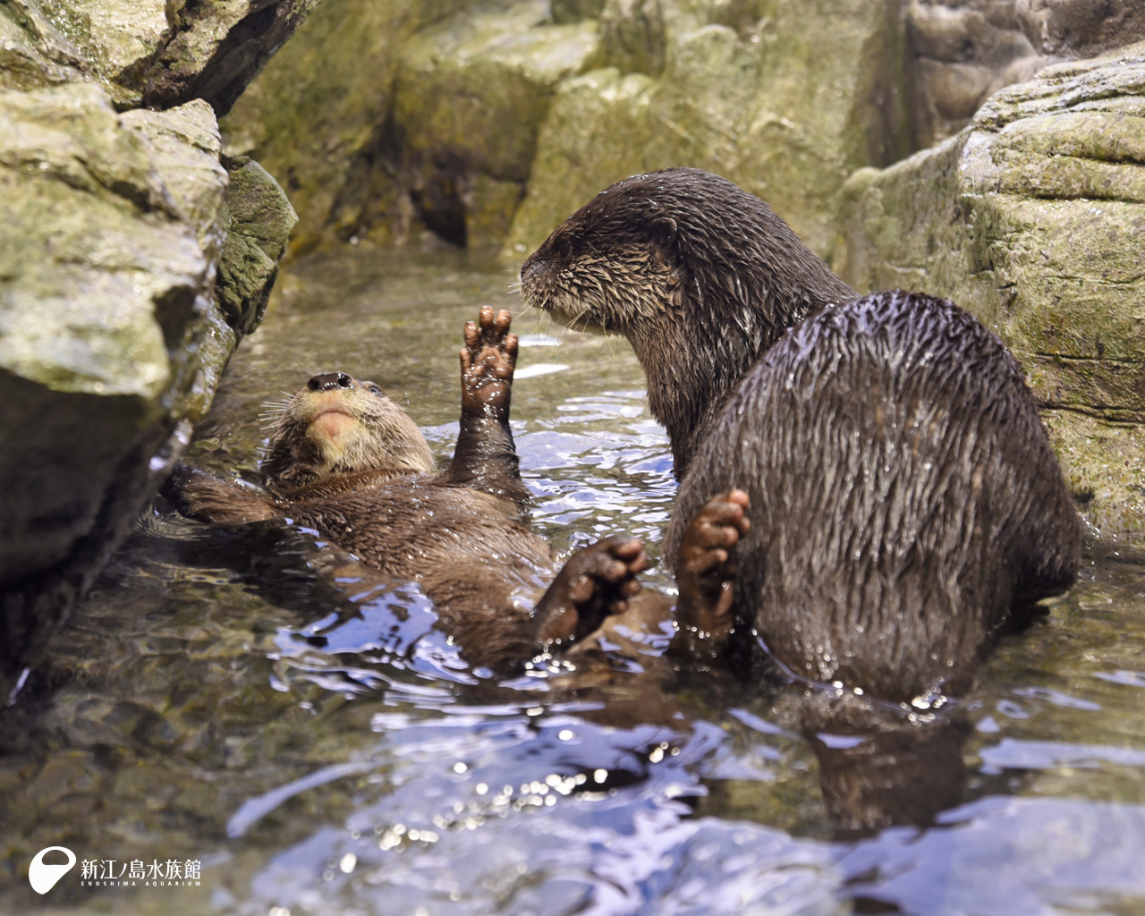えのすい壁紙ギャラリー 新江ノ島水族館 えのすい壁紙ギャラリー 新江ノ島水族館
