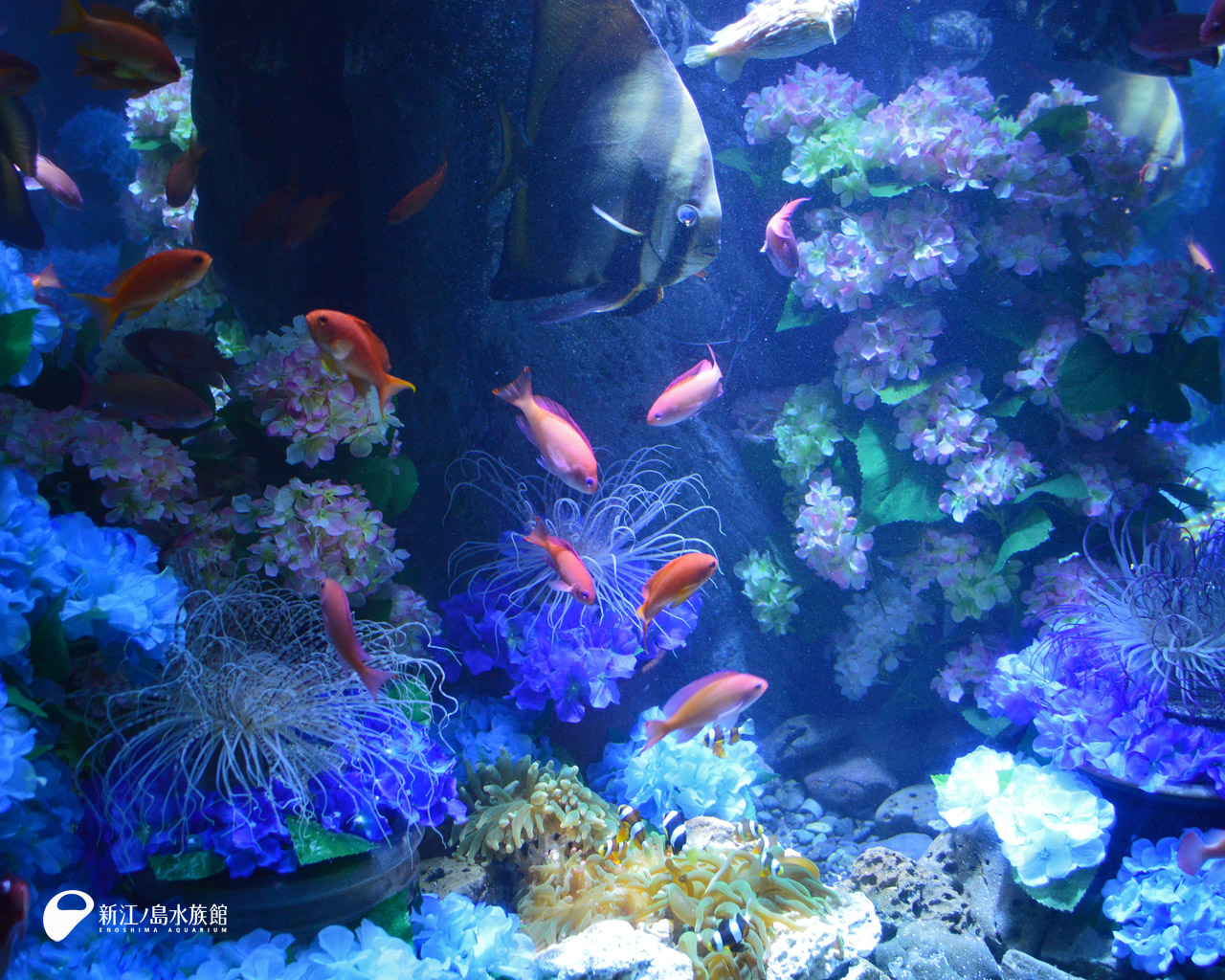 えのすい壁紙ギャラリー 新江ノ島水族館