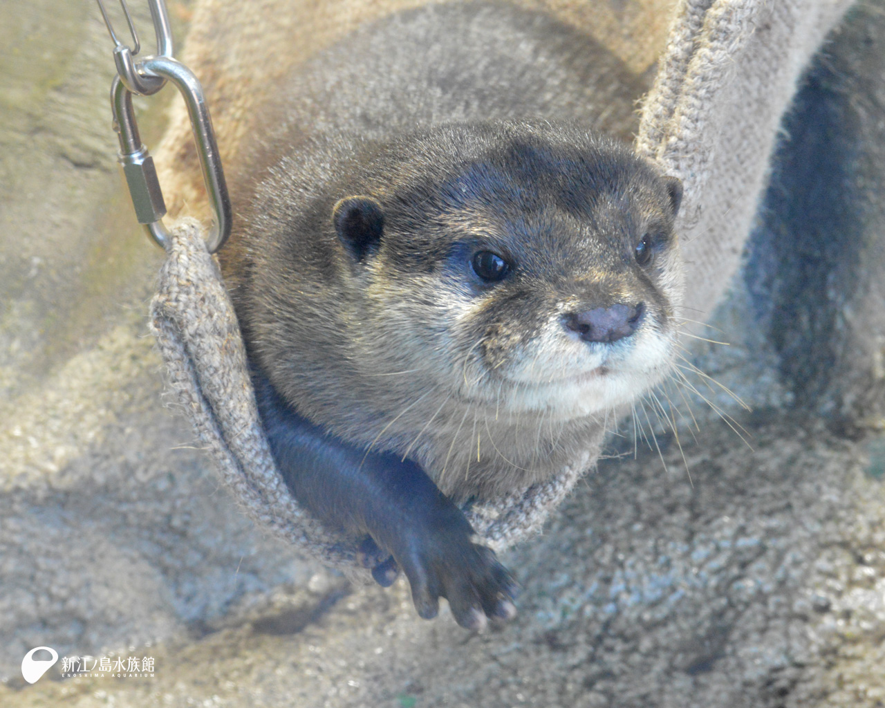 えのすい壁紙ギャラリー 新江ノ島水族館