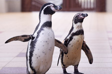 えのすい壁紙ギャラリー 新江ノ島水族館 えのすい壁紙ギャラリー 新江ノ島水族館