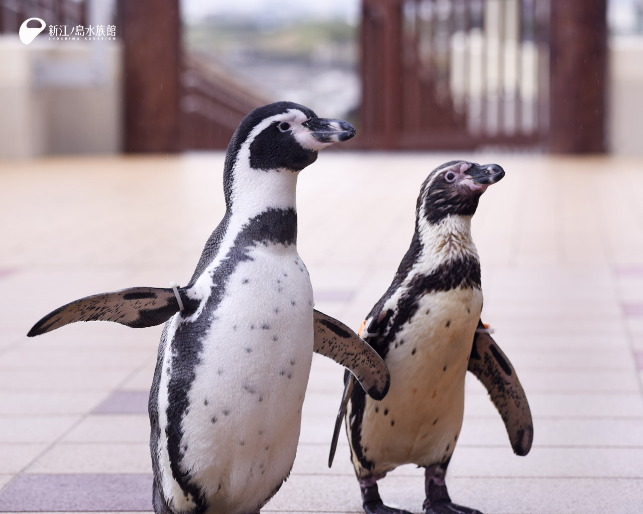 えのすい壁紙ギャラリー 新江ノ島水族館