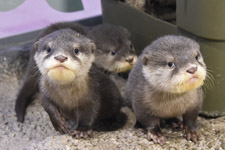 えのすい壁紙ギャラリー 新江ノ島水族館 えのすい壁紙ギャラリー 新江ノ島水族館