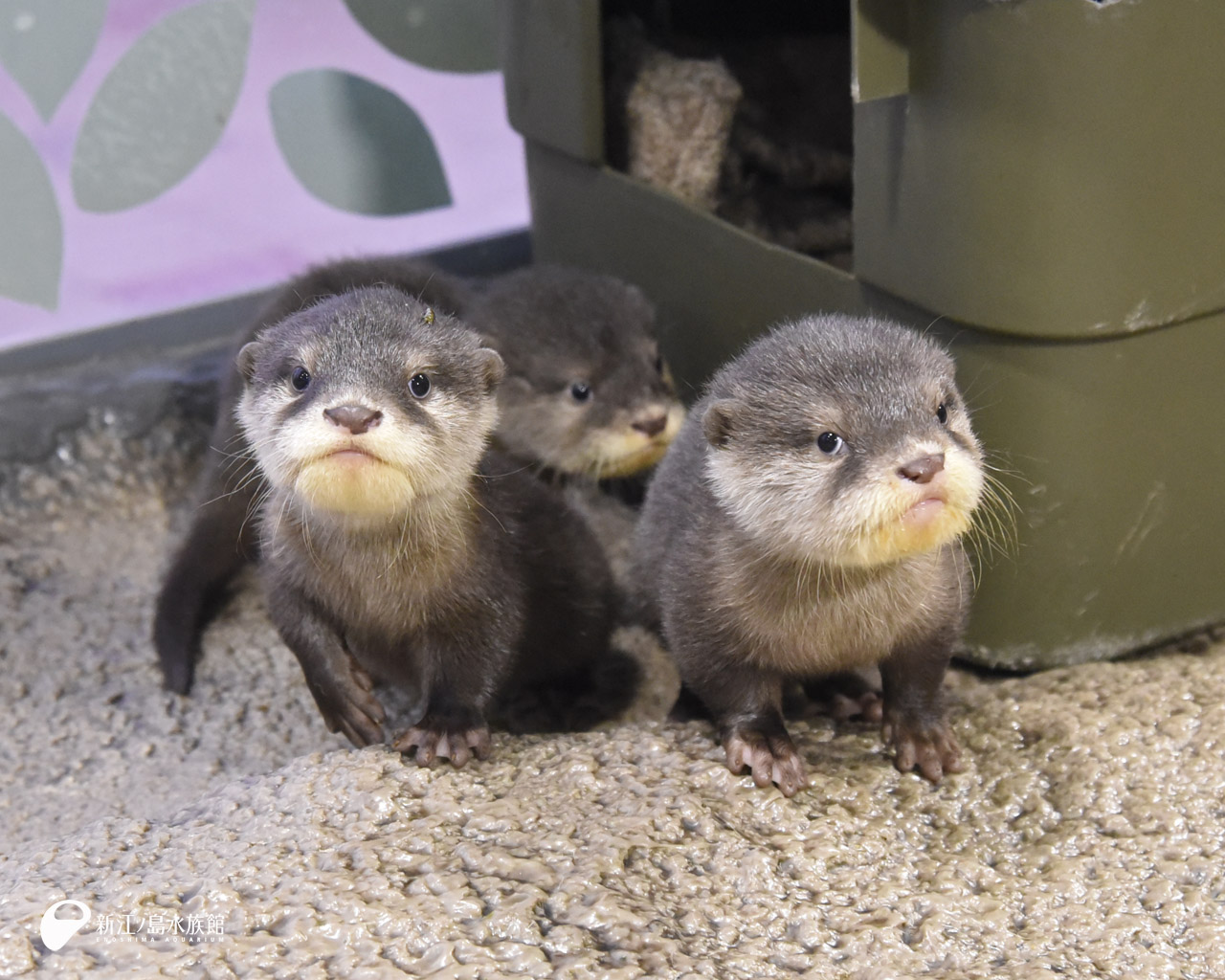 えのすい壁紙ギャラリー 新江ノ島水族館