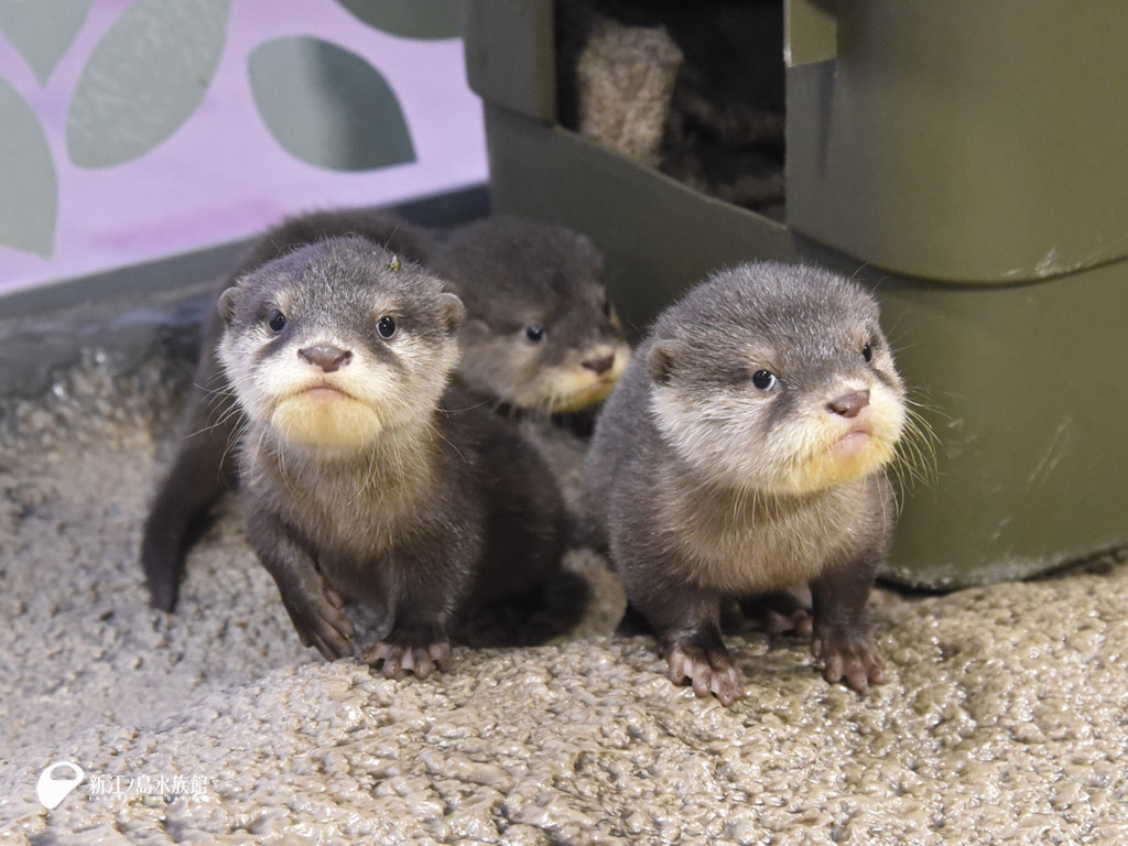 無料ダウンロード カワウソ 壁紙