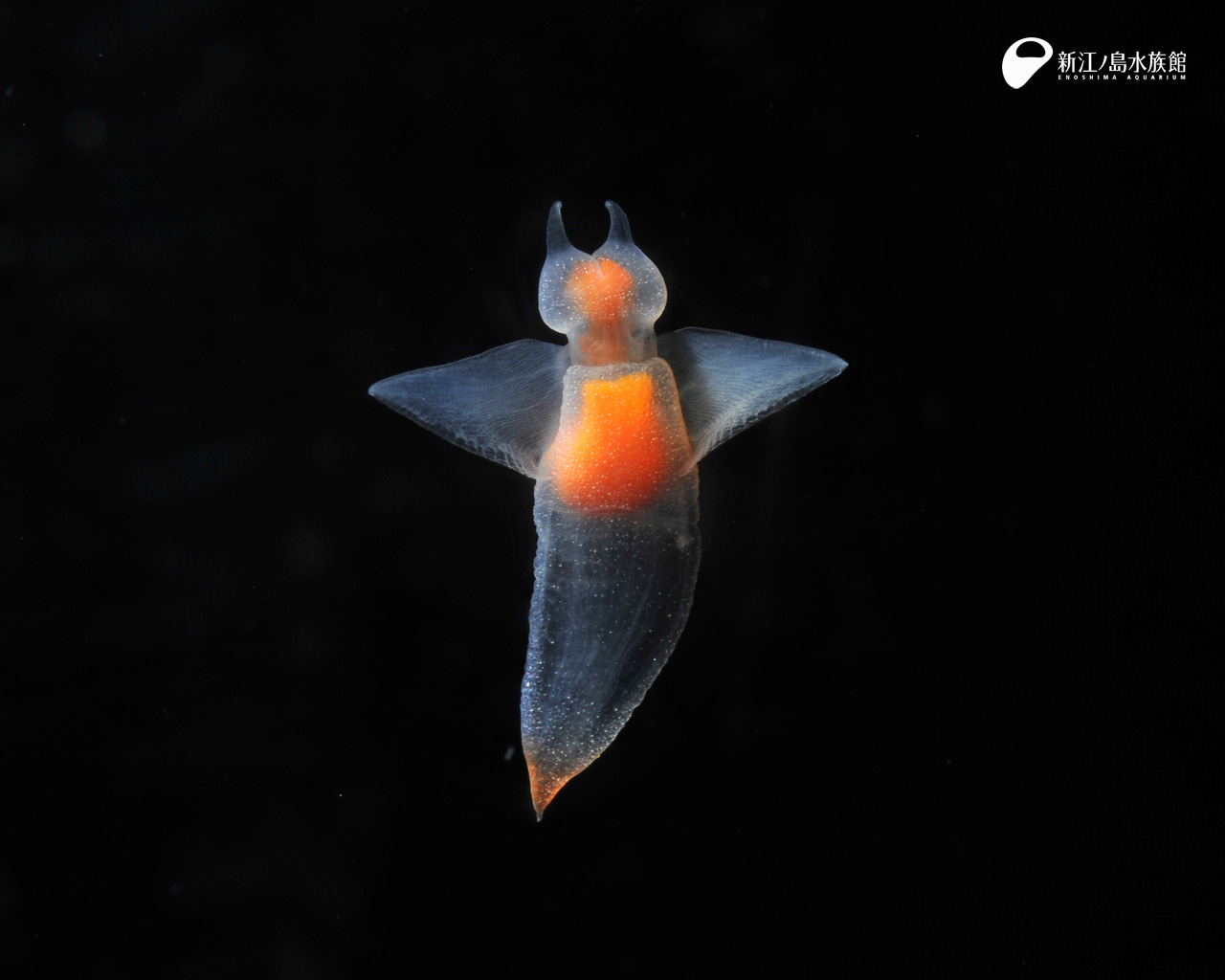 えのすい壁紙ギャラリー 新江ノ島水族館