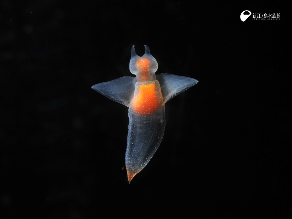 えのすい壁紙ギャラリー 新江ノ島水族館