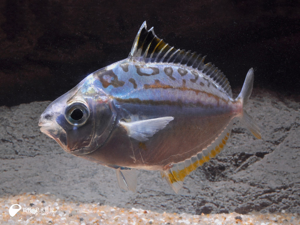 えのすい壁紙ギャラリー 新江ノ島水族館 えのすい壁紙ギャラリー 新江ノ島水族館