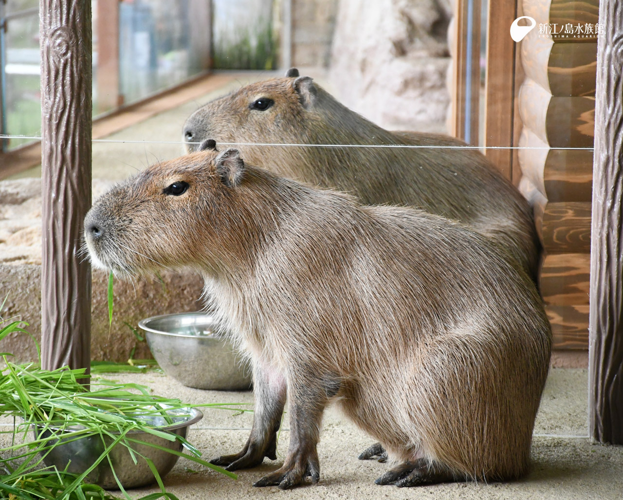 えのすい壁紙ギャラリー 新江ノ島水族館