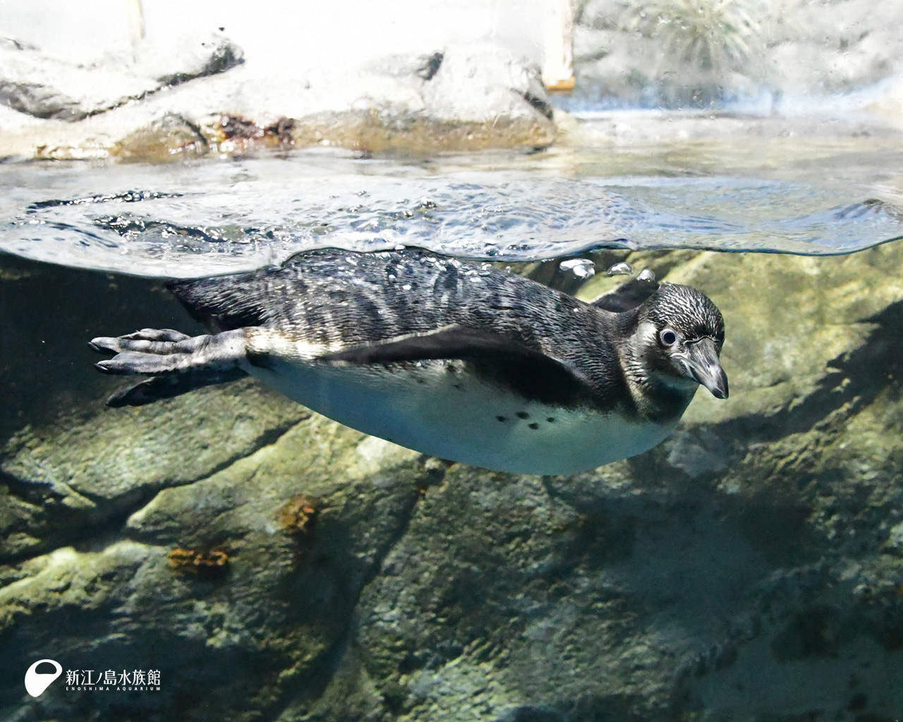 えのすい壁紙ギャラリー 新江ノ島水族館