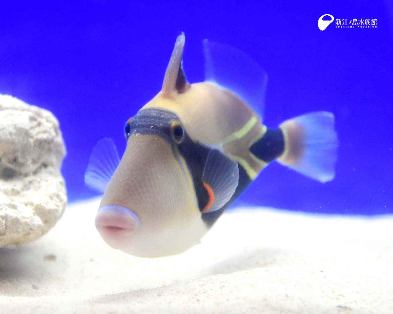 えのすい壁紙ギャラリー 新江ノ島水族館