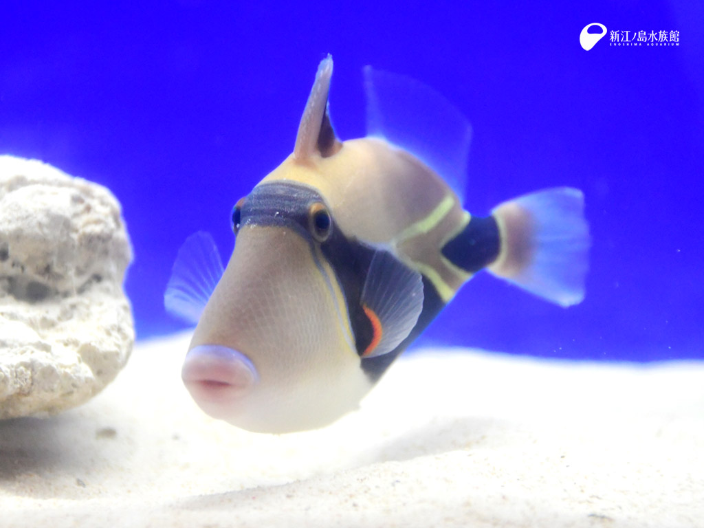 えのすい壁紙ギャラリー 新江ノ島水族館