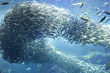 えのすい壁紙ギャラリー 新江ノ島水族館