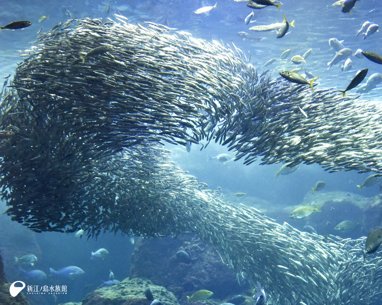 えのすい壁紙ギャラリー 新江ノ島水族館