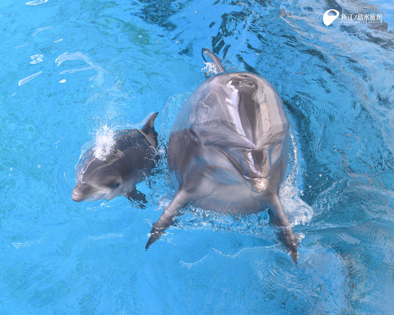 えのすい壁紙ギャラリー 新江ノ島水族館