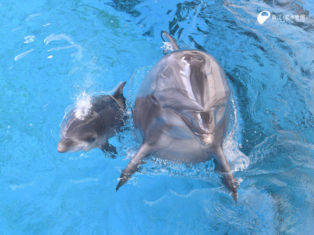 えのすい壁紙ギャラリー 新江ノ島水族館