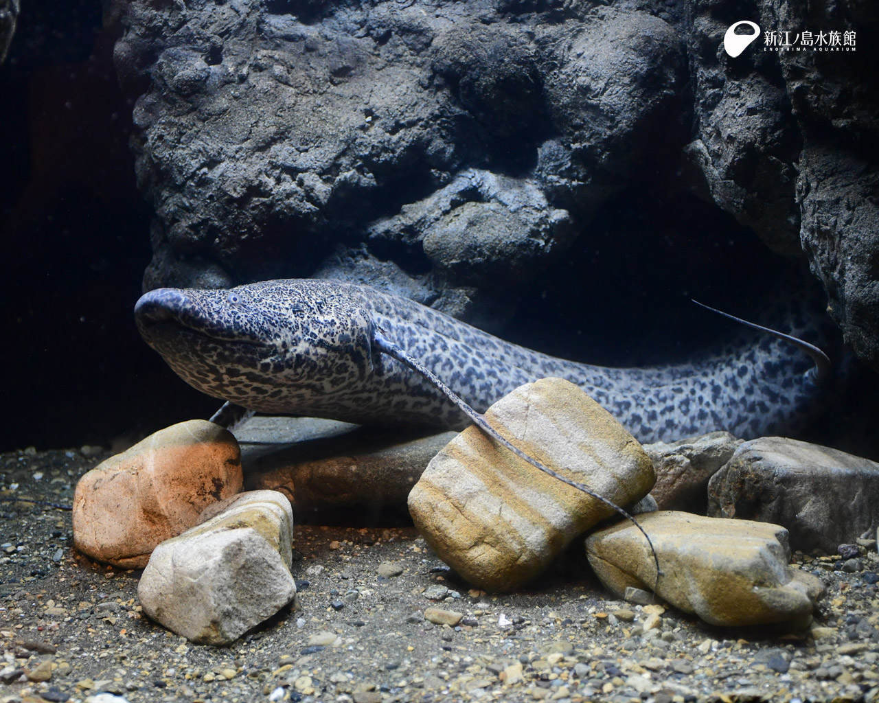 えのすい壁紙ギャラリー 新江ノ島水族館