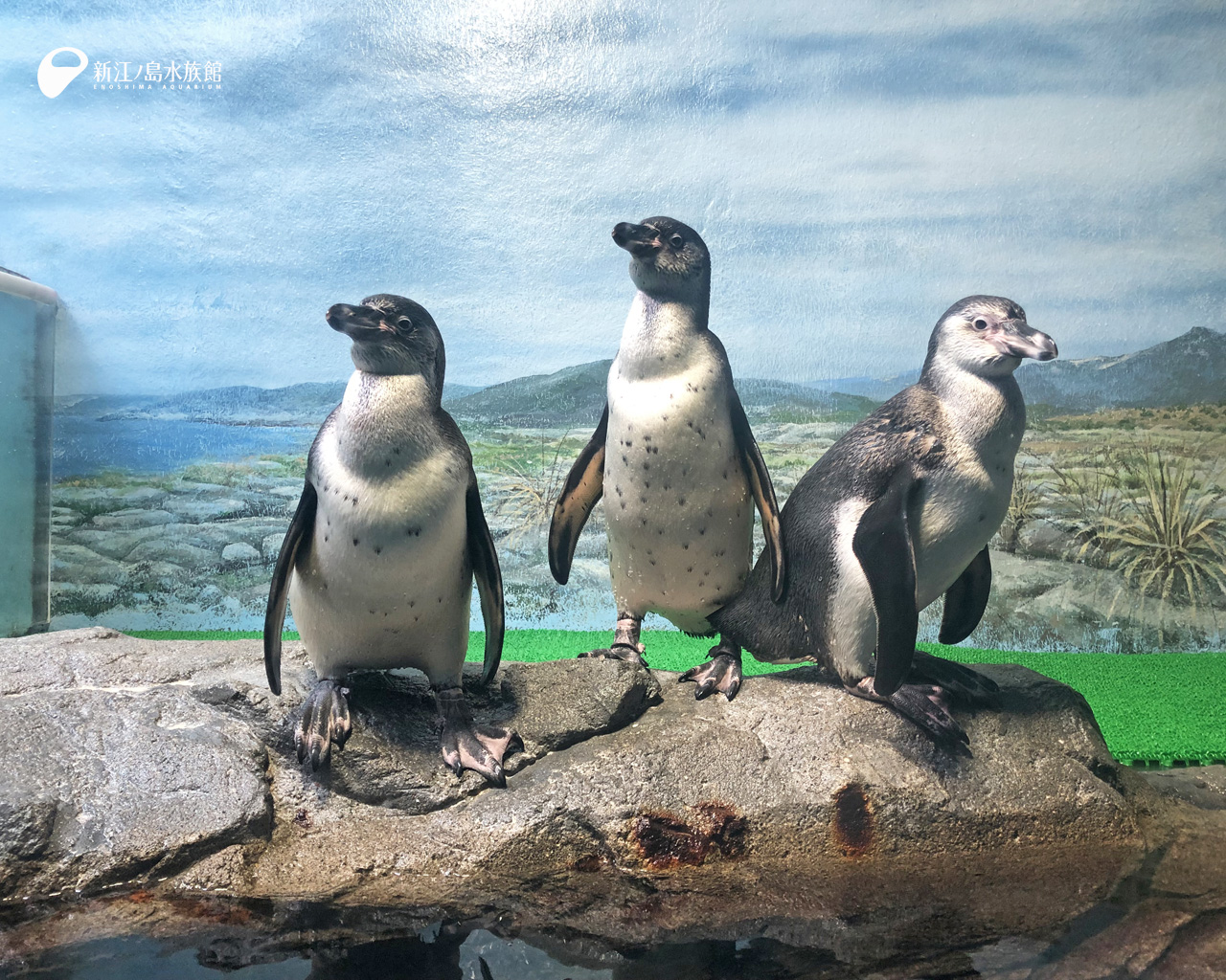 えのすい壁紙ギャラリー 新江ノ島水族館