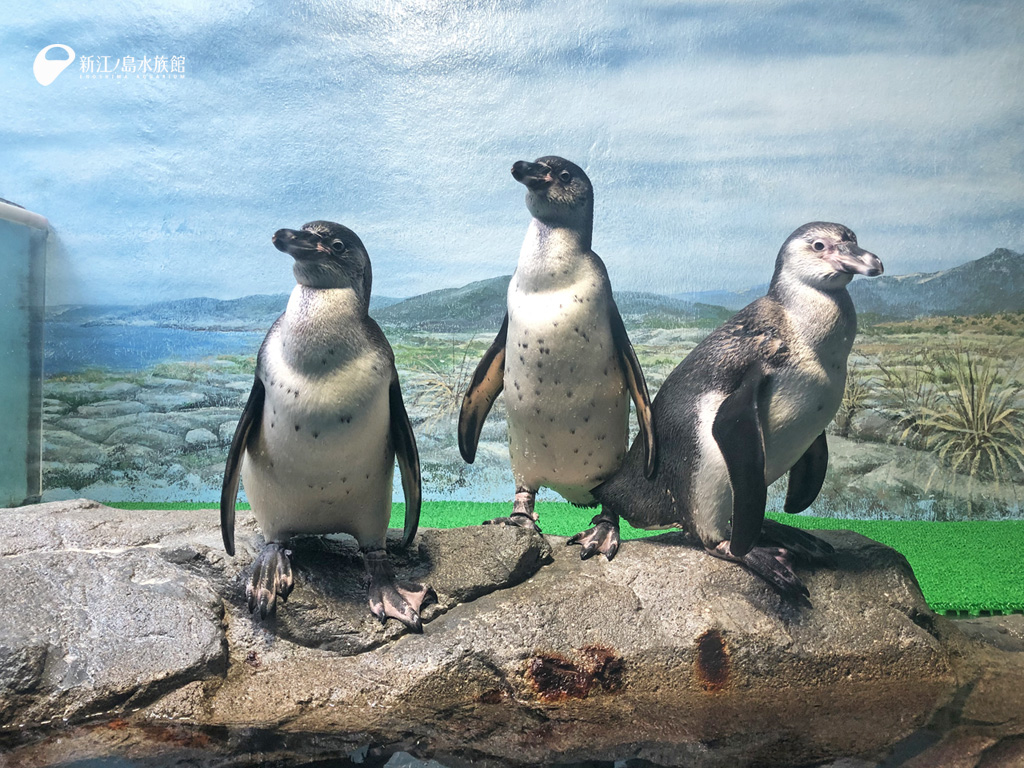 えのすい壁紙ギャラリー 新江ノ島水族館