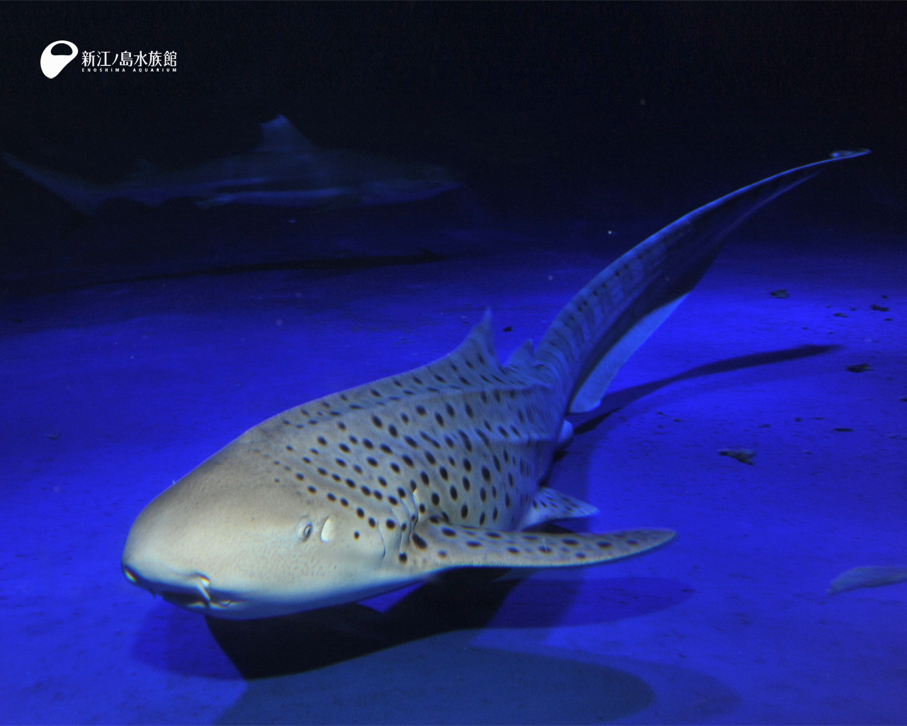 えのすい壁紙ギャラリー 新江ノ島水族館