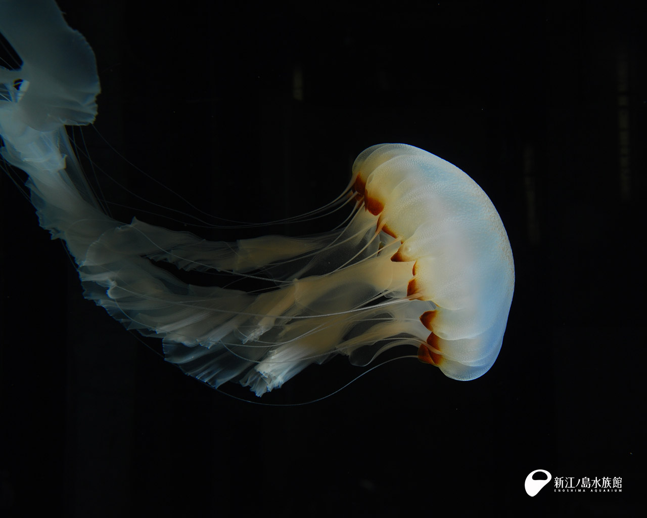 えのすい壁紙ギャラリー 新江ノ島水族館