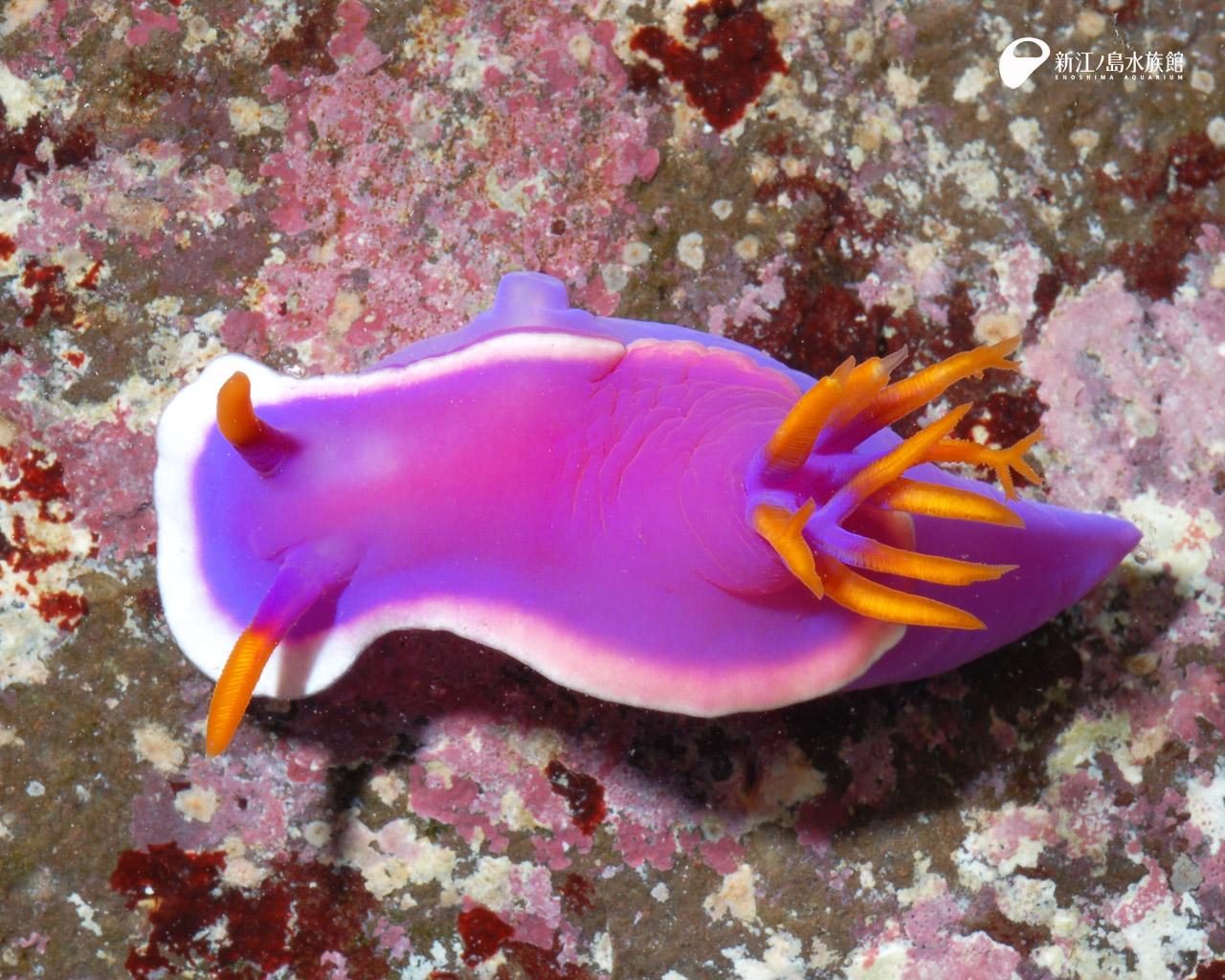 えのすい壁紙ギャラリー 新江ノ島水族館