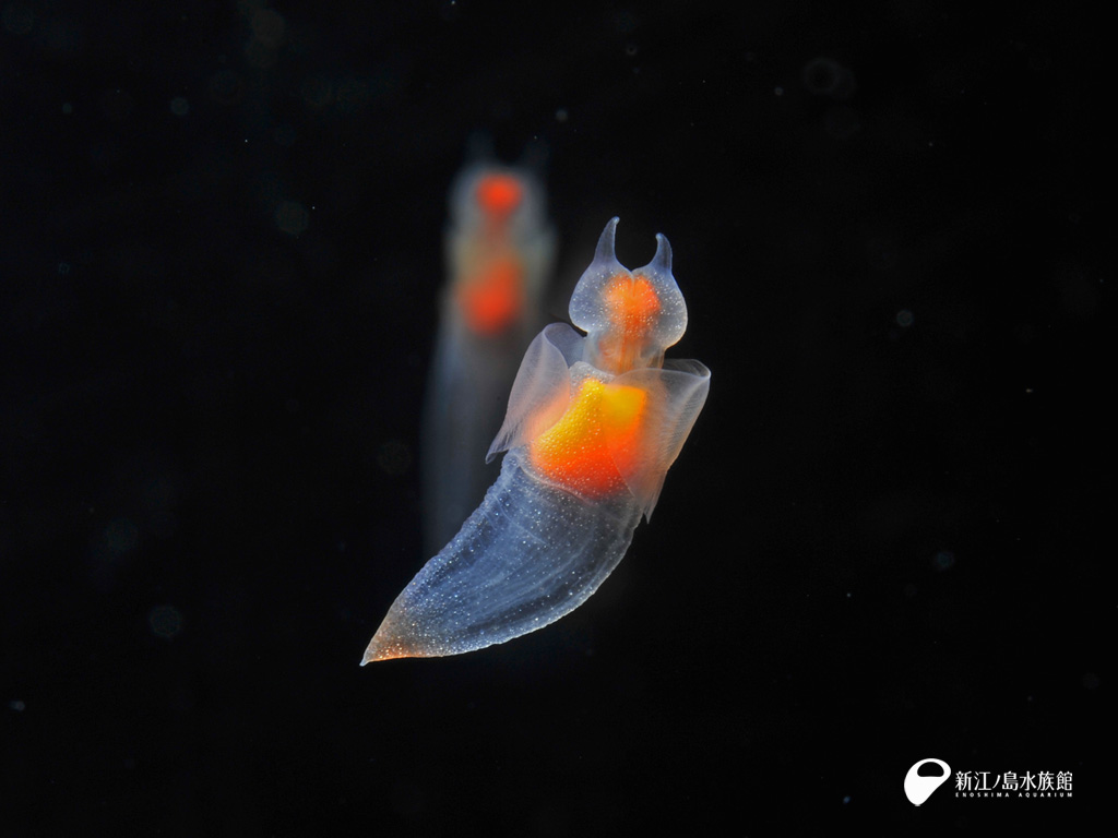 えのすい壁紙ギャラリー 新江ノ島水族館