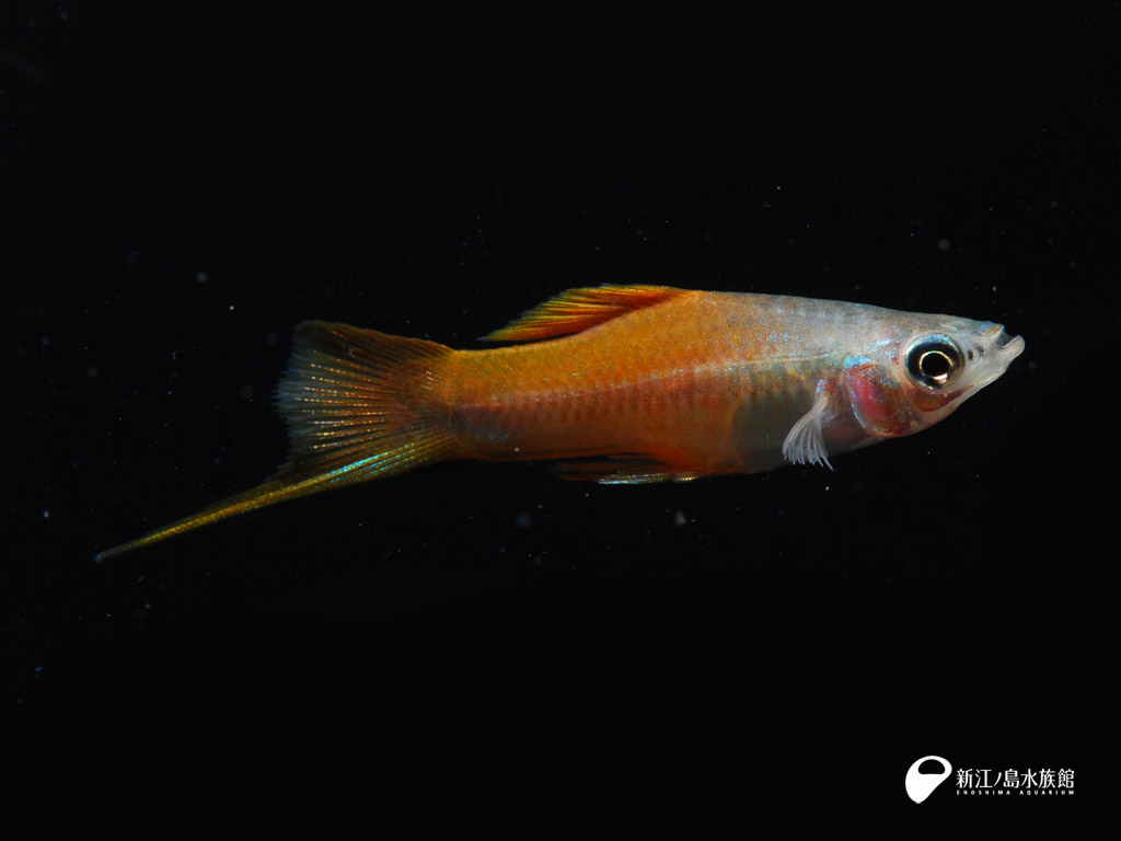 えのすい壁紙ギャラリー 新江ノ島水族館 えのすい壁紙ギャラリー 新江ノ島水族館