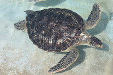 えのすい壁紙ギャラリー 新江ノ島水族館