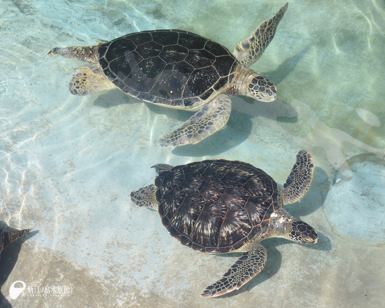 えのすい壁紙ギャラリー 新江ノ島水族館