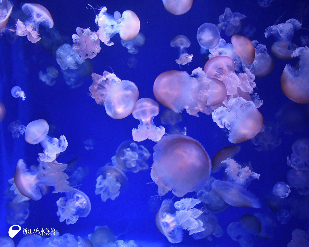 えのすい壁紙ギャラリー 新江ノ島水族館