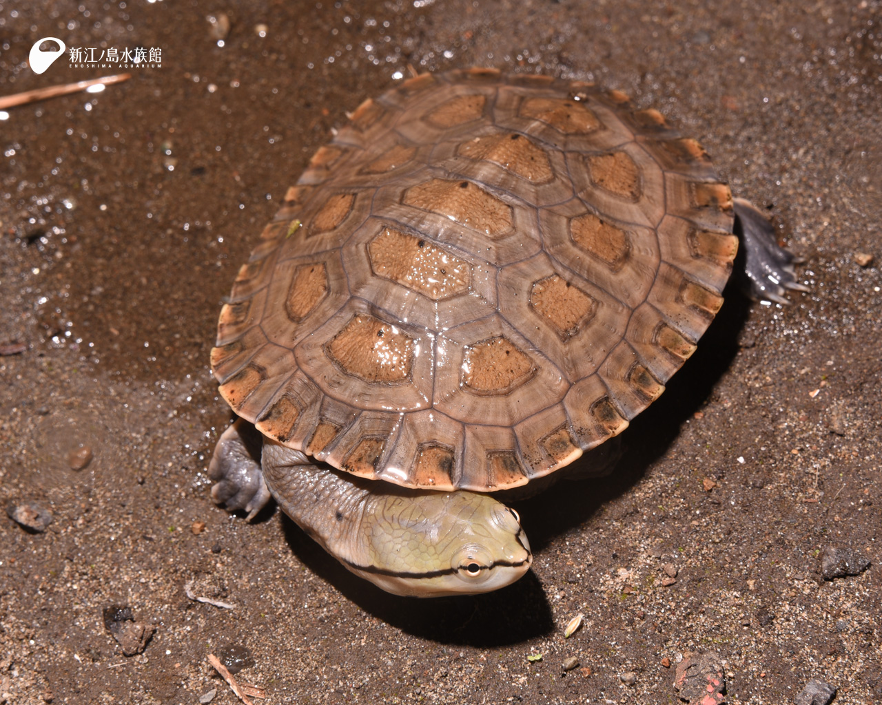 えのすい壁紙ギャラリー 新江ノ島水族館