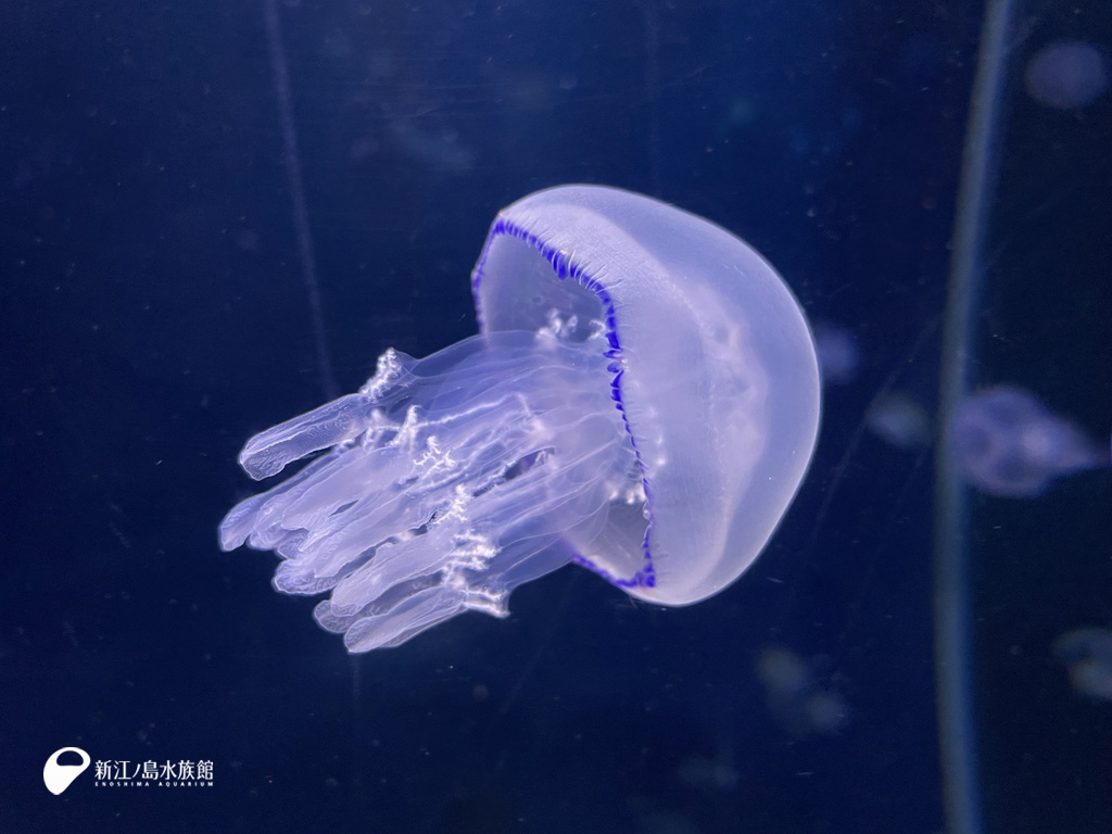 えのすい壁紙ギャラリー 新江ノ島水族館 えのすい壁紙ギャラリー 新江ノ島水族館
