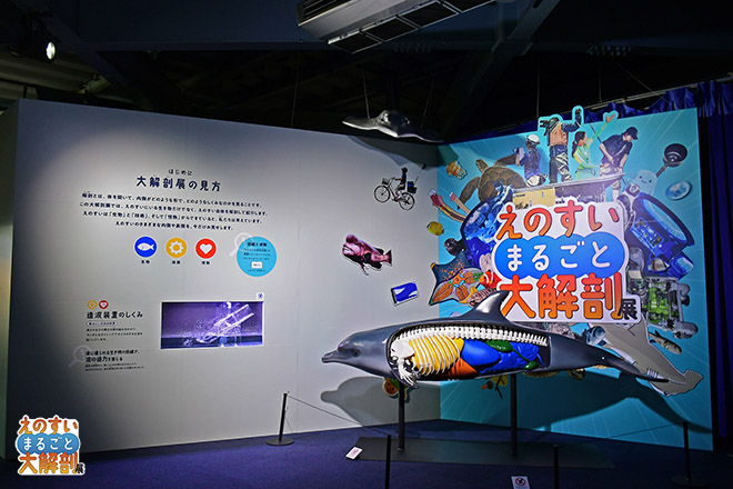 水族館　MARINETIME 水族館のヒミツ、今だけ公開。 えのすいまるごと大解剖展 | イベント